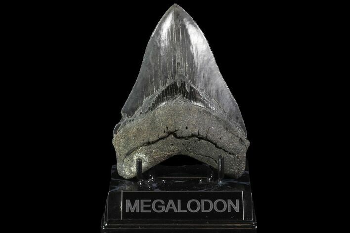 Serrated, Fossil Megalodon Tooth - Excellent Tip #95495
